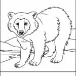 polar bear Arctic Animals Coloring Pages